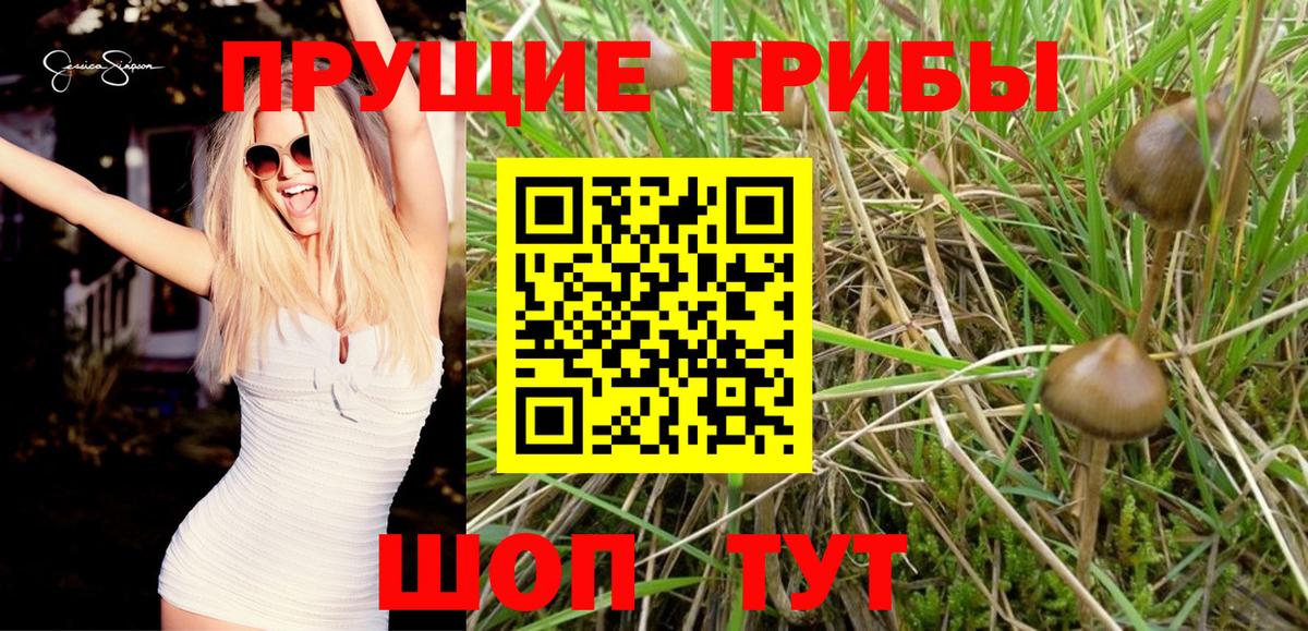 Псилоцибиновые грибы Psilocybe  Галлюциногенные грибы прущие грибы  Краснокамск  Вход с VPN 